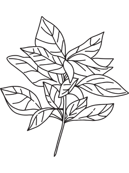 Basil