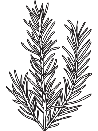 Rosemary