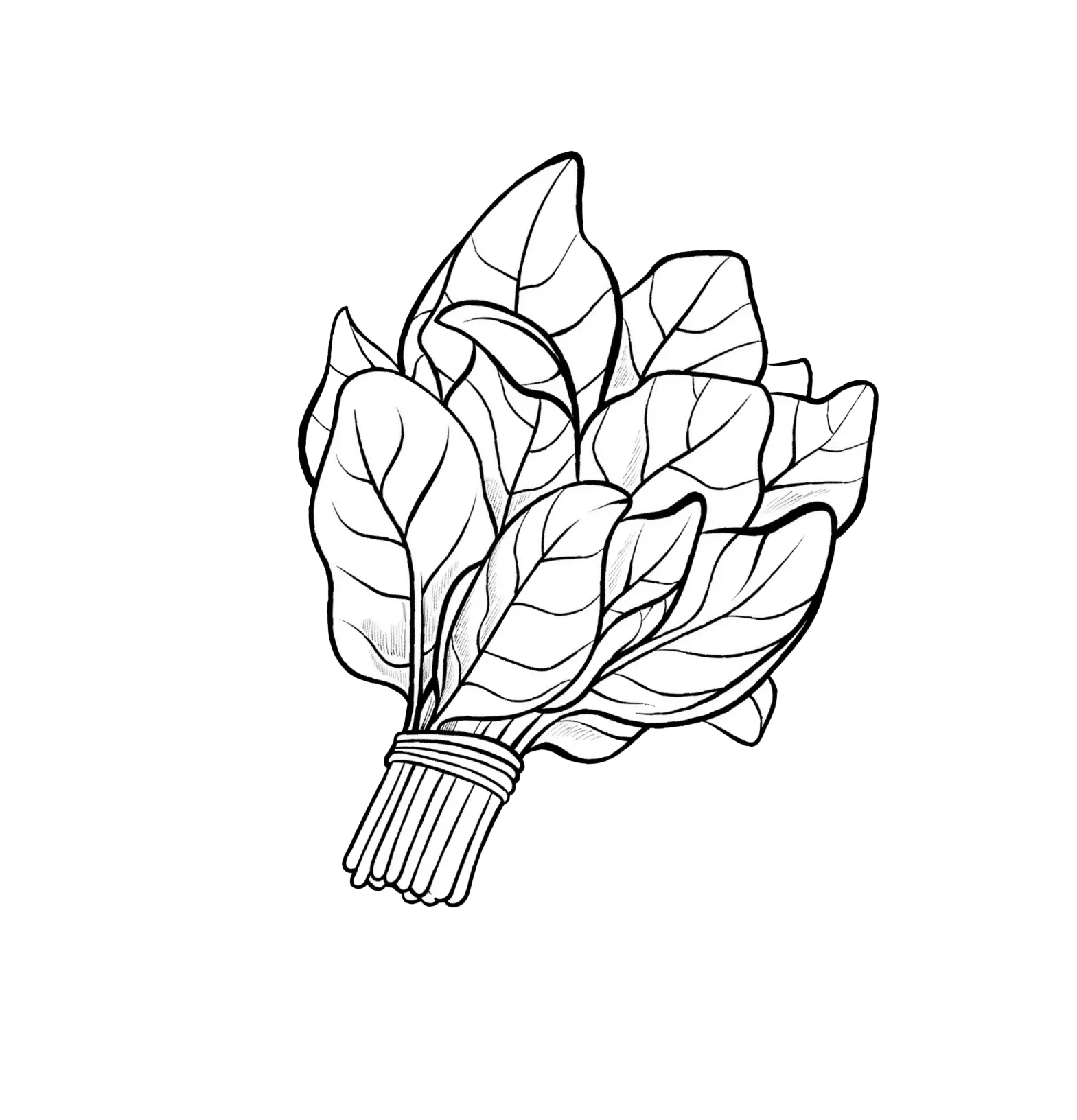 Spinach-kitchen-graphic